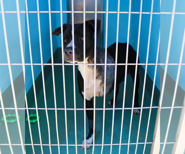 Medium Photo #2 Boxer-Unknown Mix Puppy For Sale in Pasadena, CA, USA