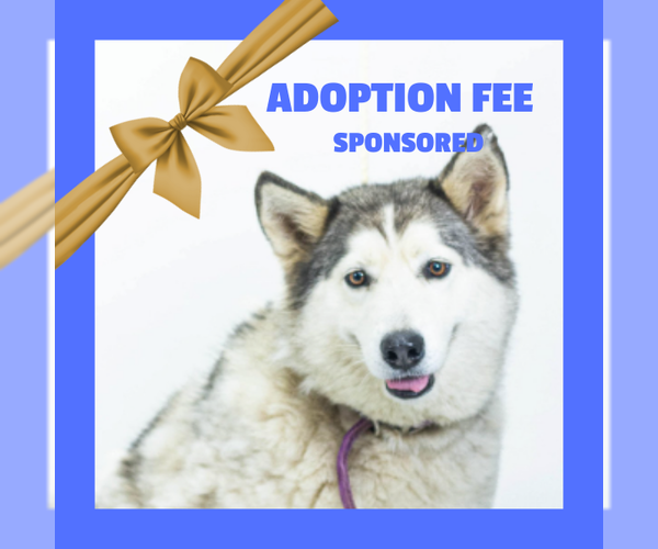 Medium Photo #8 Siberian Husky Puppy For Sale in Tuscaloosa, AL, USA