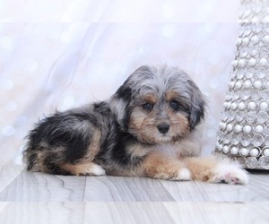 Aussie-Poo Puppy for sale in MARIETTA, GA, USA