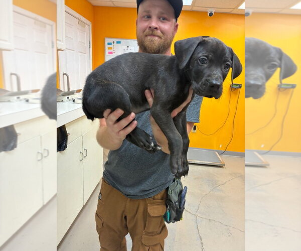 Medium Photo #3 Catahoula Leopard Dog-Labrador Retriever Mix Puppy For Sale in Bryant, AR, USA