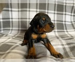 Small Photo #6 Doberman Pinscher Puppy For Sale in HALIFAX, MA, USA