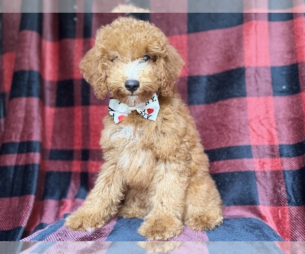 Medium Photo #4 Cock-A-Poo Puppy For Sale in LAKELAND, FL, USA