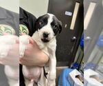 Small #5 Borador