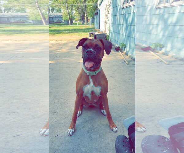 Medium Photo #3 Boxer Puppy For Sale in Woodbury, MN, USA