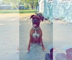 Small #2 Boxer