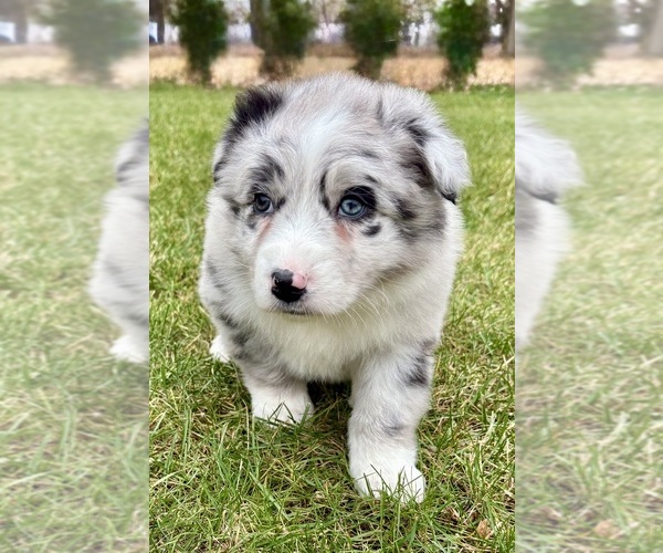 Medium Photo #5 Australian Shepherd Puppy For Sale in FAIR HAVEN, MI, USA