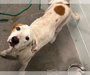 Treeing Walker Coonhound-Unknown Mix Dogs for adoption in Tavares, FL, USA