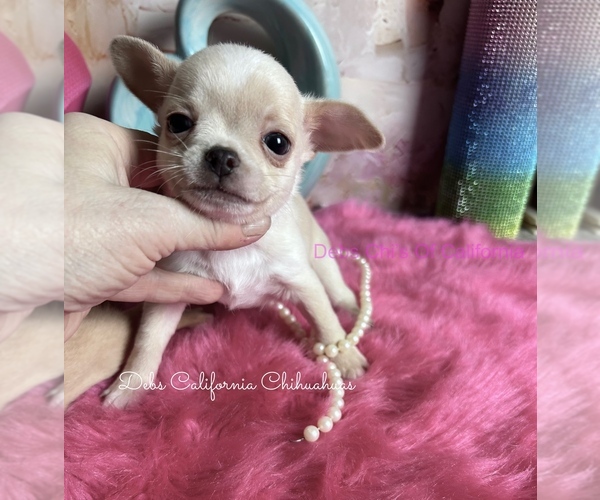 Medium Photo #5 Chihuahua Puppy For Sale in TRACY, CA, USA