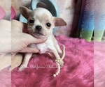 Stuart - Male Chihuahua Puppy for Sale - Photo #5