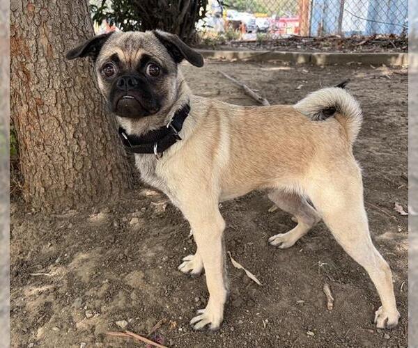 Medium Photo #1 Pug-Unknown Mix Puppy For Sale in Martinez, CA, USA