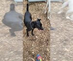 Small #5 Greyhound-Labrador Retriever Mix