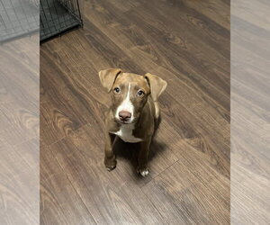 Kiwi - Female Mutt Dog for Adoption - Photo #7