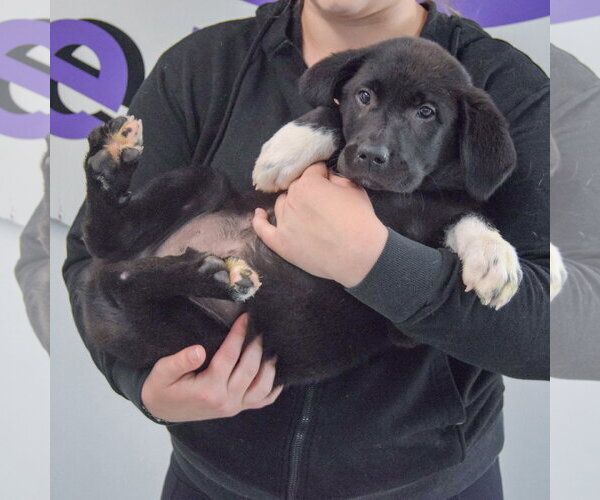 Medium Photo #6 Pyrenees Border Collie Puppy For Sale in Huntley, IL, USA