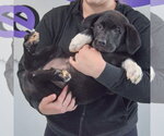 Small #5 Pyrenees Border Collie