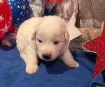 Small #9 Great Pyrenees