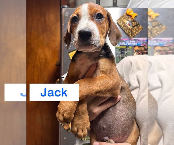 Medium Photo #1 Mutt Puppy For Sale in Claremore, OK, USA