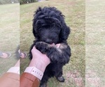 Small Photo #6 Bernedoodle Puppy For Sale in BROADWAY, NC, USA