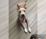 Small #2 American Pit Bull Terrier Mix