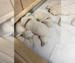 Small Photo #12 Labrador Retriever Puppy For Sale in MOSES LAKE, WA, USA