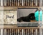 Small Photo #3 German Shepherd Dog Puppy For Sale in ARTHUR, IL, USA