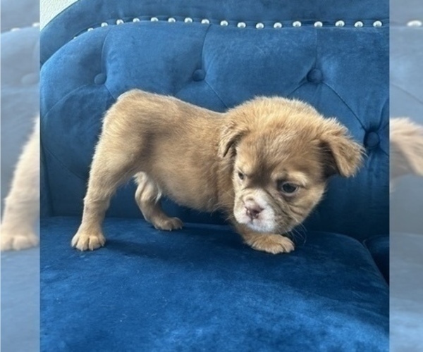 Medium Photo #20 English Bulldog Puppy For Sale in CHICAGO, IL, USA