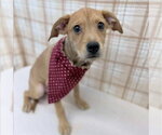 Small #4 German Shepherd Dog Mix