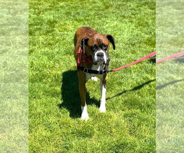 Medium Photo #4 Boxer Puppy For Sale in Stanwood, WA, USA