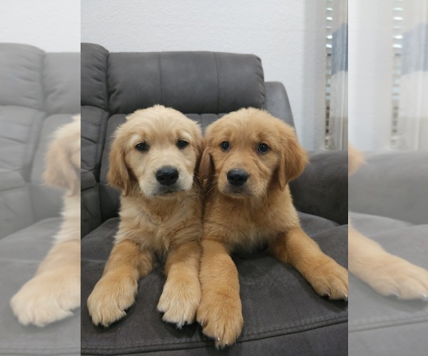 Medium Photo #8 Golden Retriever Puppy For Sale in ELVERTA, CA, USA