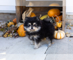Small #4 Pomeranian