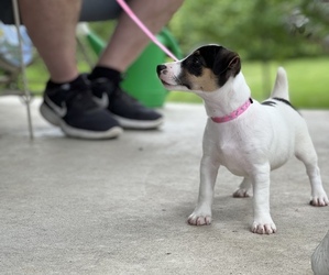 Jack Russell Terrier Puppy for sale in BELLE, MO, USA