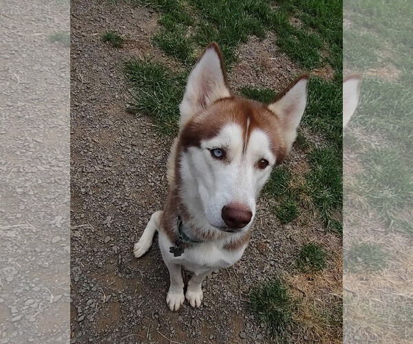 Medium Photo #4 Siberian Husky Puppy For Sale in Uwchlan, PA, USA