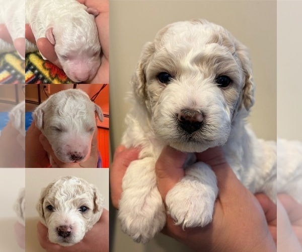 Medium Photo #8 Poochon Puppy For Sale in AUBURN, MA, USA