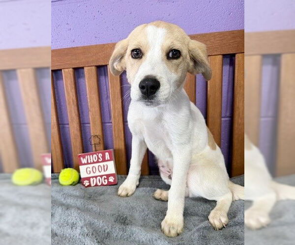 Medium Photo #2 Labbe Puppy For Sale in Genesee, WI, USA