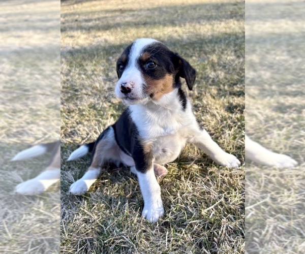 Medium Photo #5 Beagle Puppy For Sale in FAIR HAVEN, MI, USA