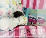 Small #9 French Bulldog