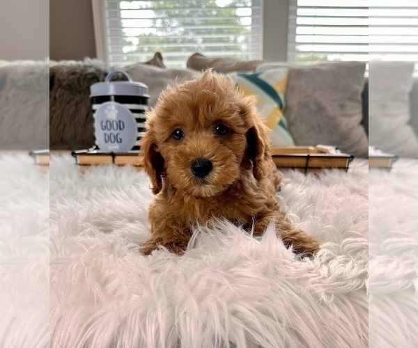 Medium Photo #4 Cockapoo Puppy For Sale in INDIANAPOLIS, IN, USA