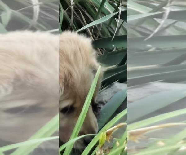Medium Photo #8 Golden Retriever Puppy For Sale in OKTAHA, OK, USA