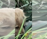 Small #7 Golden Retriever