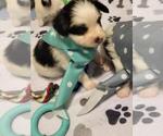 Small Photo #6 Papillon Puppy For Sale in JACKSONVILLE, FL, USA