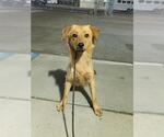 Small German Shepherd Dog Mix