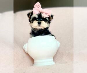 Yorkshire Terrier Puppy for sale in ADDISON, TX, USA