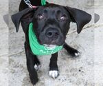 Small #16 Labrador Retriever Mix