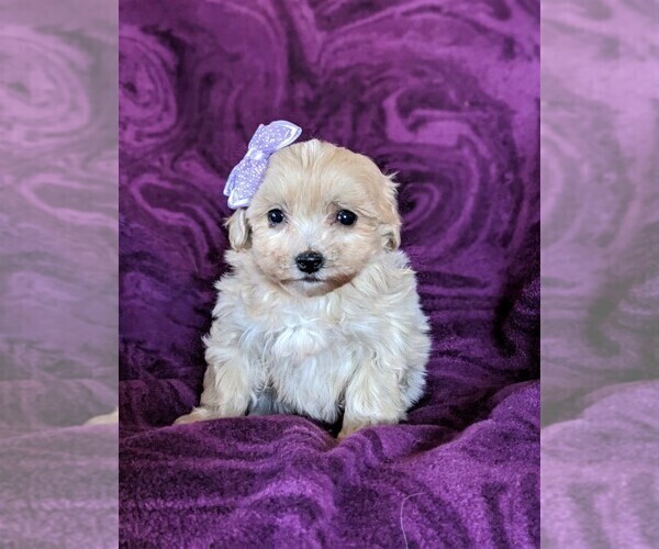 Medium Photo #2 Maltipoo Puppy For Sale in NOTTINGHAM, PA, USA