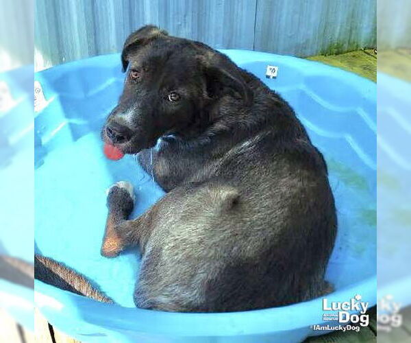 Medium Photo #4 Labrador Retriever-Unknown Mix Puppy For Sale in Washington, DC, USA