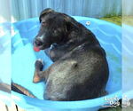 Small #3 Labrador Retriever Mix