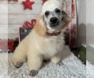 Poodle (Miniature) Puppy for sale in LOUISA, VA, USA