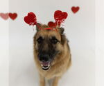 Small #9 German Shepherd Dog