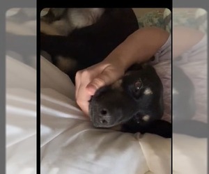 Mutt Dogs for adoption in garner, NC, USA