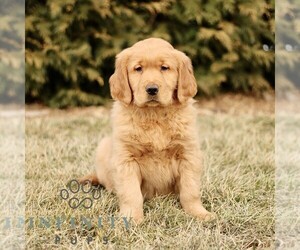 Golden Retriever Puppy for sale in GORDONVILLE, PA, USA