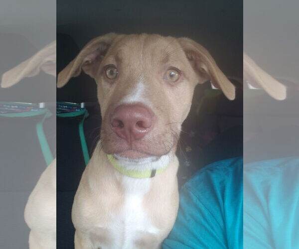 Medium Photo #5 Labrador Retriever-Unknown Mix Puppy For Sale in Royal Palm Beach, FL, USA
